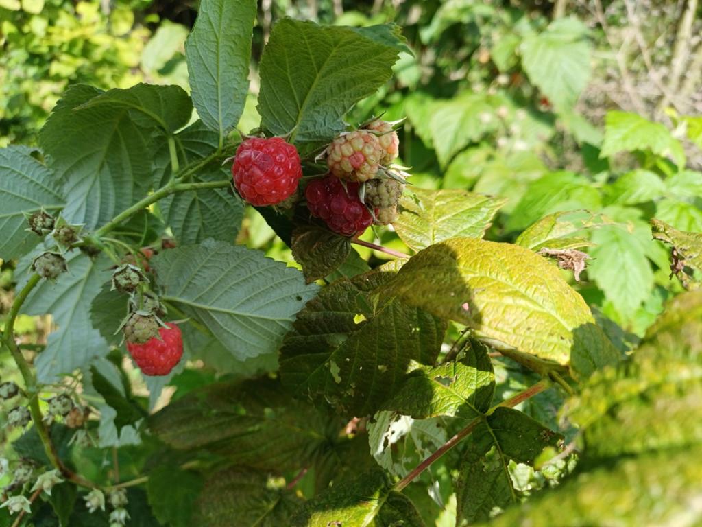 Frambozen planten, Ophalen of Verzenden, Minder dan 100 cm, Overige soorten, Zomer