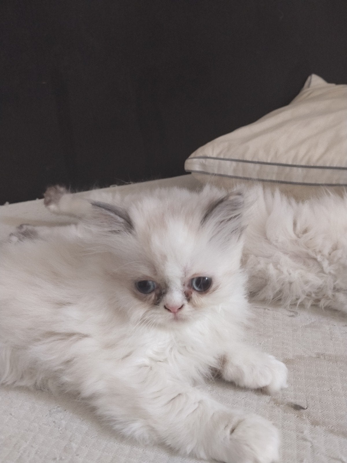 Perzisch kittens Twee prachtige, rustige en speelse Perzisch