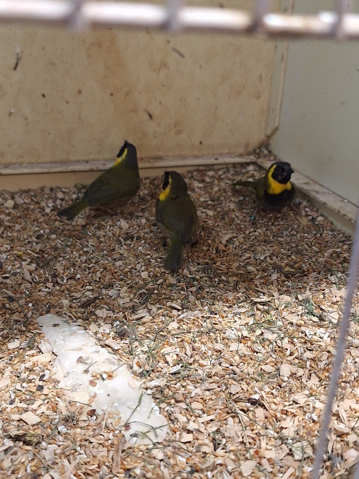 3 koppels cubavink, Meerdere dieren, Geringd