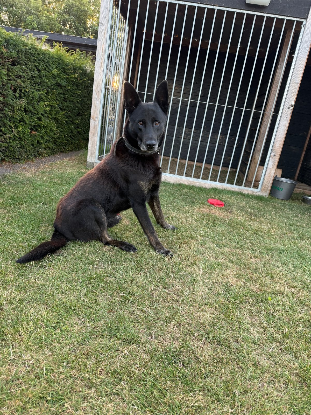 Herdershond op zoek naar nieuw thuis, 6 jaar of ouder, Parvo, Reu, Eén hond
