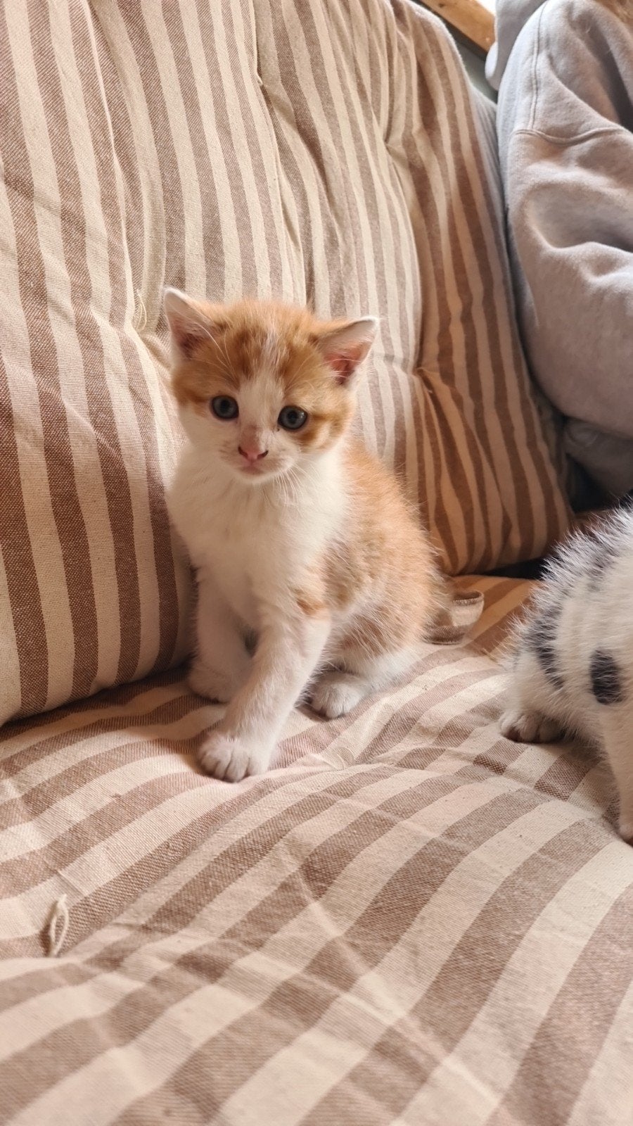 Kittens, Meerdere dieren