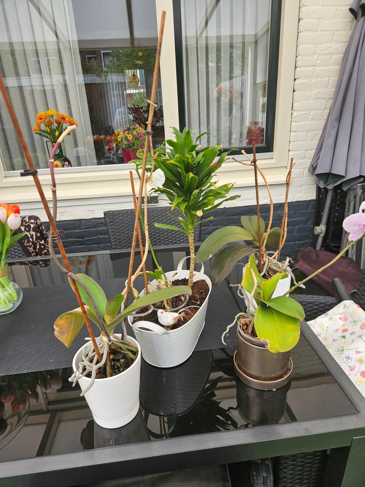 4 Orkideeën met aardewerken vazen en bloembak, Bloeiende kamerplant, Ophalen of Verzenden, Overige soorten, In pot