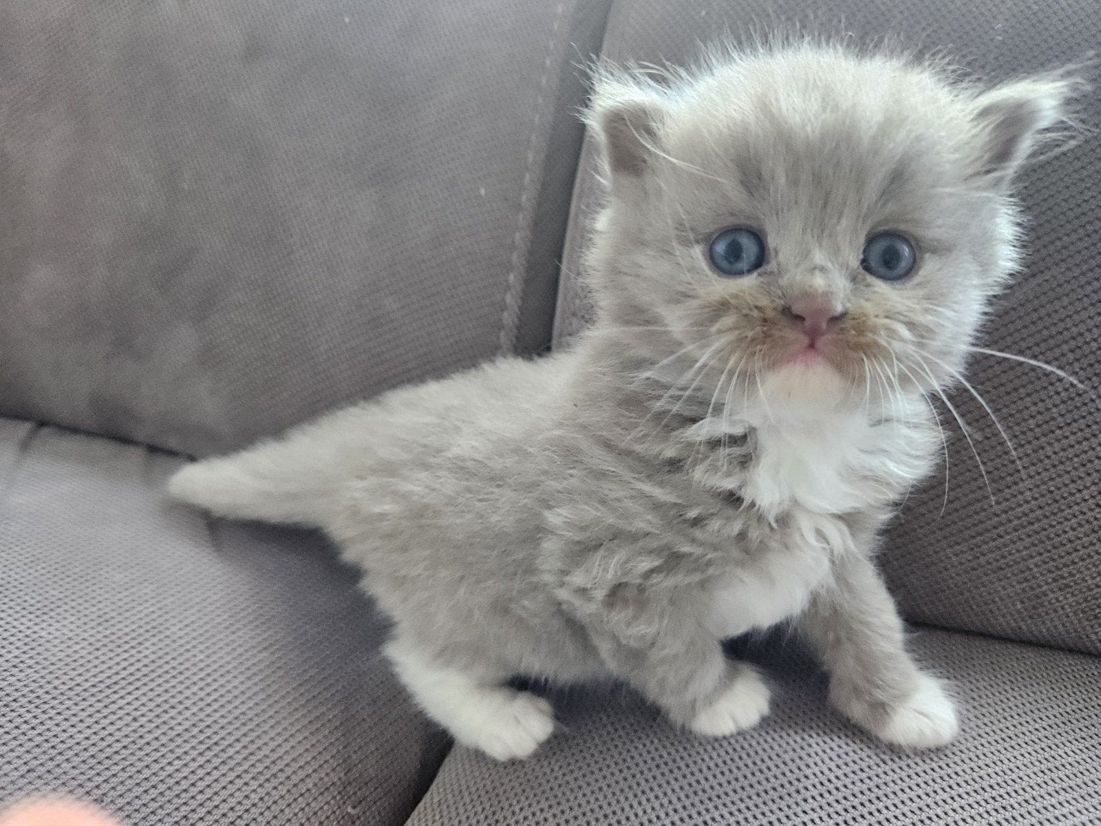 Liefdevol nestje Ragdoll  x Britse langhaar kittens ️, Meerdere dieren, Met stamboom