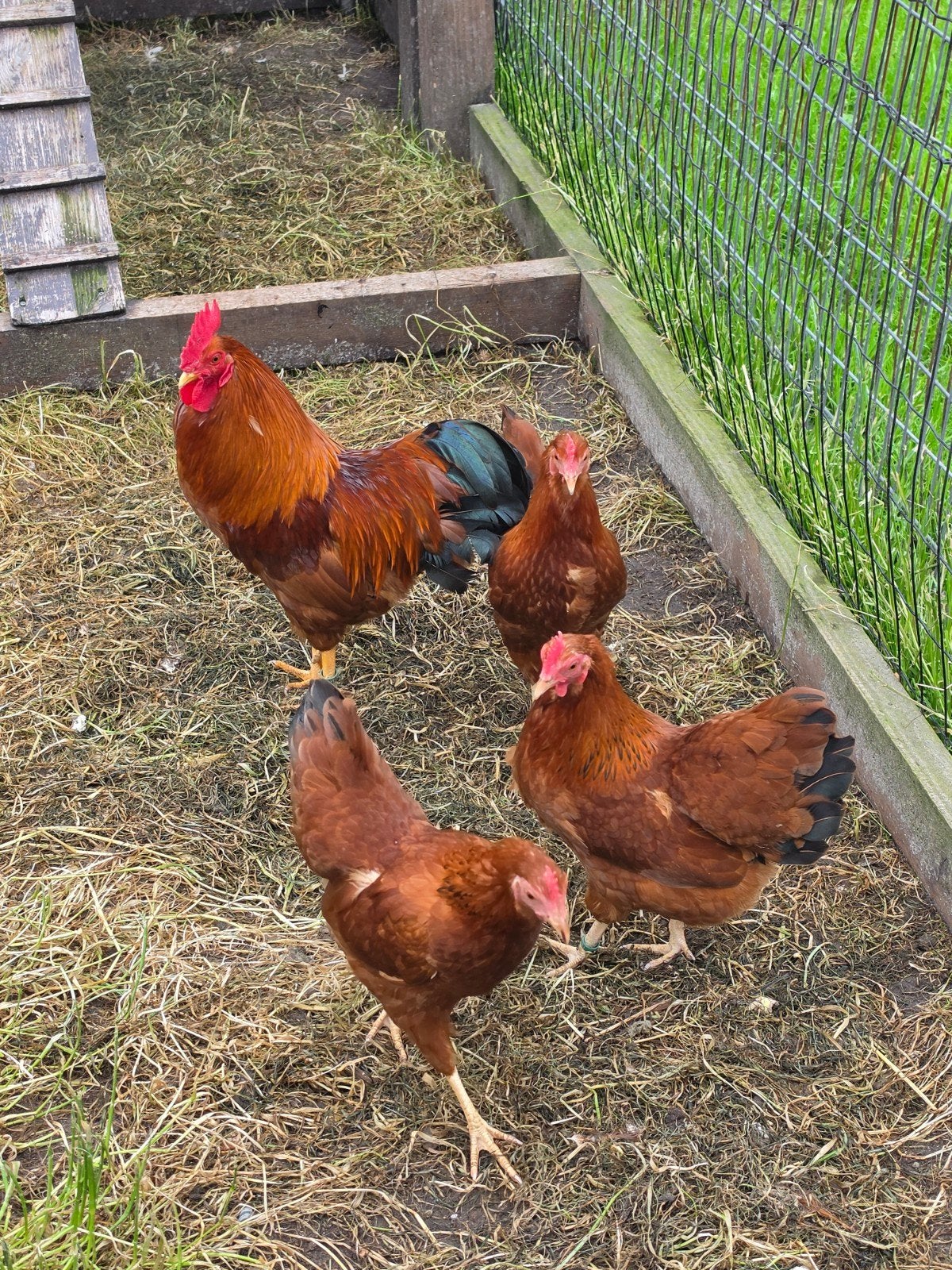 Tekoop broedeieren van new hampshire kriel, Dieren en Toebehoren, Pluimvee, Geslacht onbekend, Kip