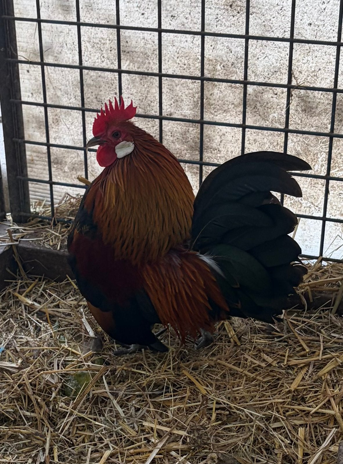 Mooi serama haantje, Dieren en Toebehoren, Mannelijk, Kip