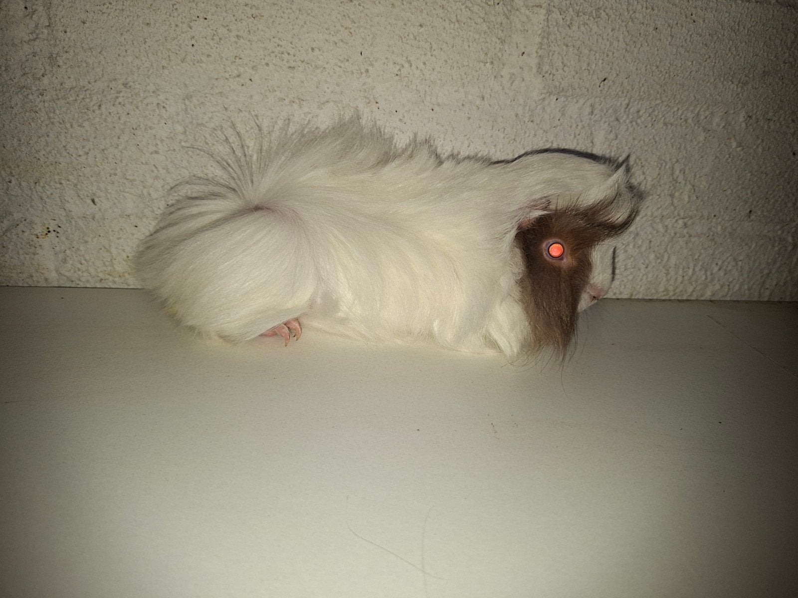 wegens stoppen ,meerdere peruvian en borstel cavia's, Cavia, Januari, Meerdere dieren, Tam