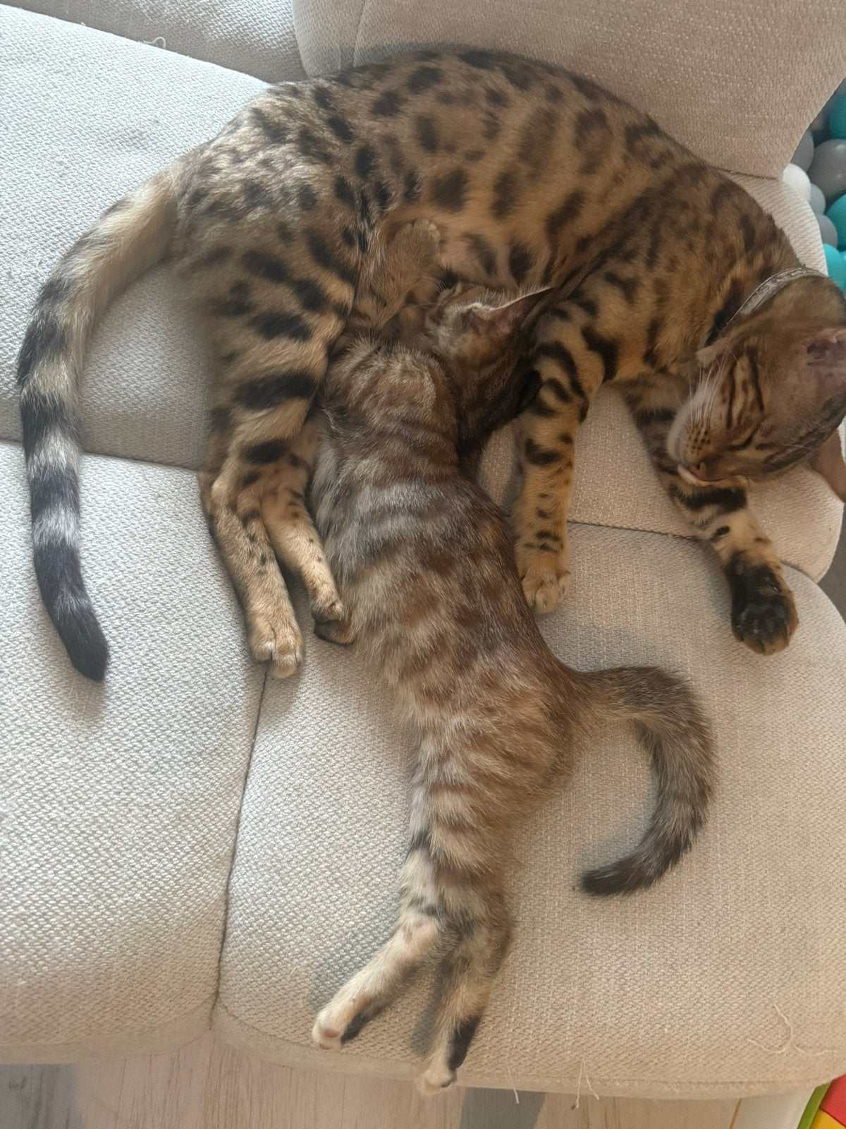 kitten moeder bengaal, Dieren en Toebehoren
