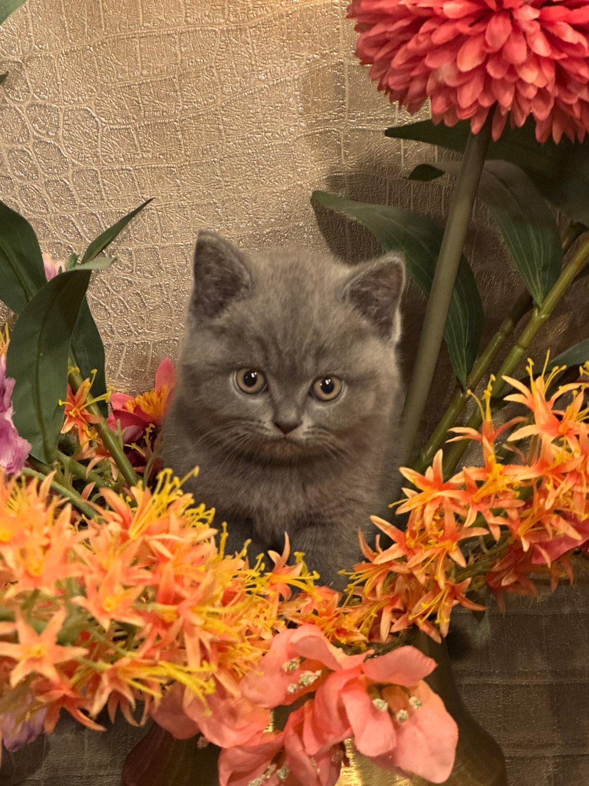 Prachtige forse Britse Korthaar kitten heel sociaal…., Dieren en Toebehoren, Meerdere dieren, Ontwormd, 0 tot 2 jaar