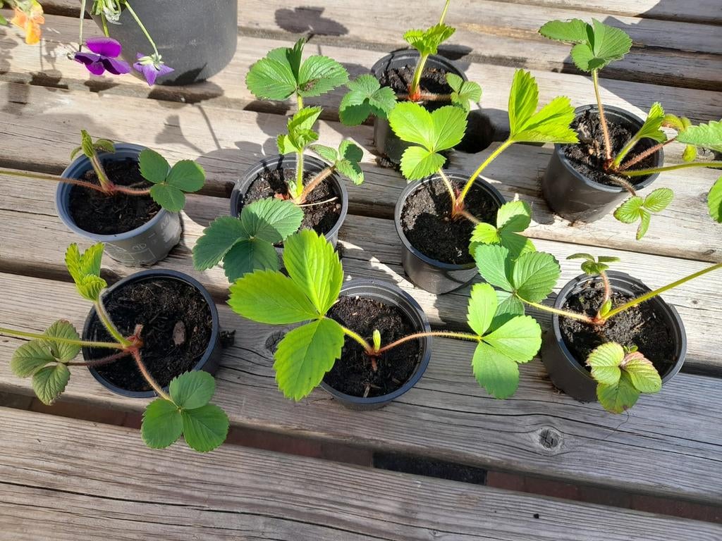 Aardbeienplantjes., Tuin en Terras, Ophalen, Volle zon