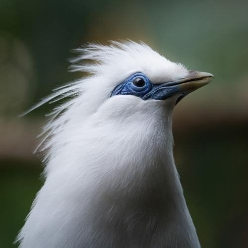 Te koop bewezen koppel Balispreeuwen [[leucopsar rothschildi, Meerdere dieren