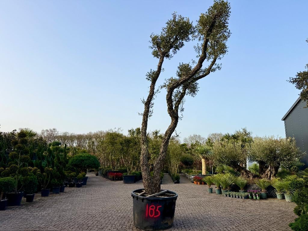 Dubbelstam kurkeik 80/90 - Quercus suber dubbel stam nr 185, Tuin en Terras, Planten | Bomen, Overige soorten, Zomer, 400 cm of meer