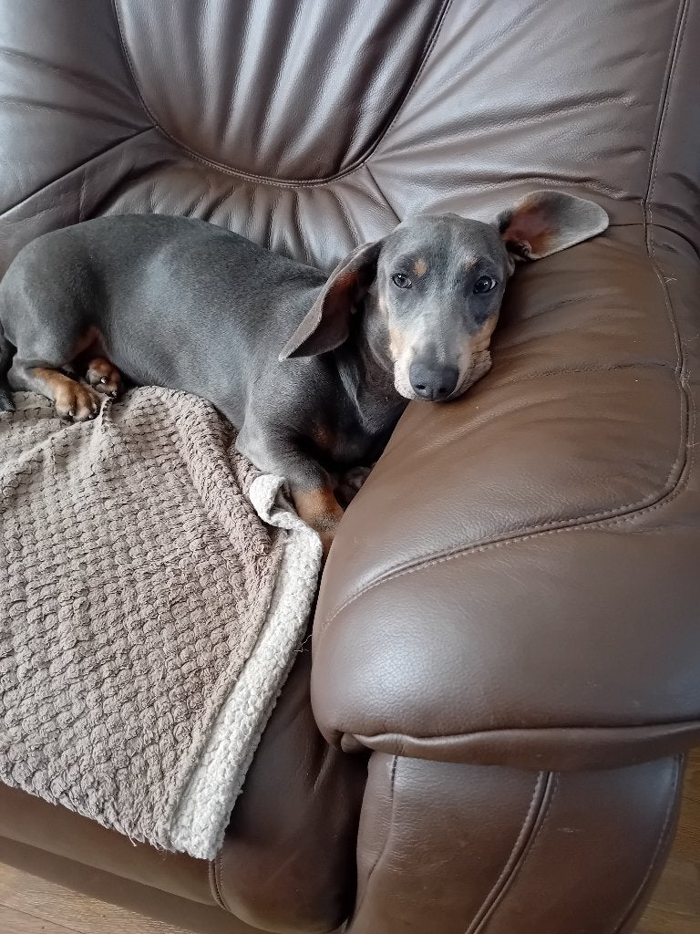 Te koop dwerg teckel, Dieren en Toebehoren, Honden | Teckels en Dashonden, Parvo, Korthaar, Teef, Dwerg