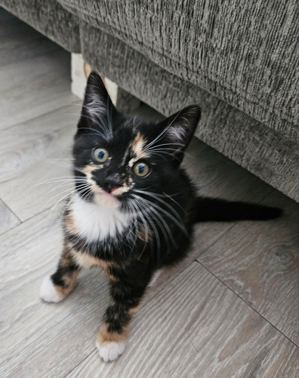 3 speelse sociale schattige kittens, Dieren en Toebehoren, Katten en Kittens | Overige Katten, Meerdere dieren