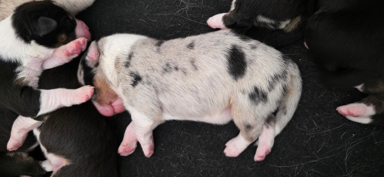 Prachtige Australian Shepherd pups, 8 tot 15 weken, Meerdere, Meerdere dieren, Herder