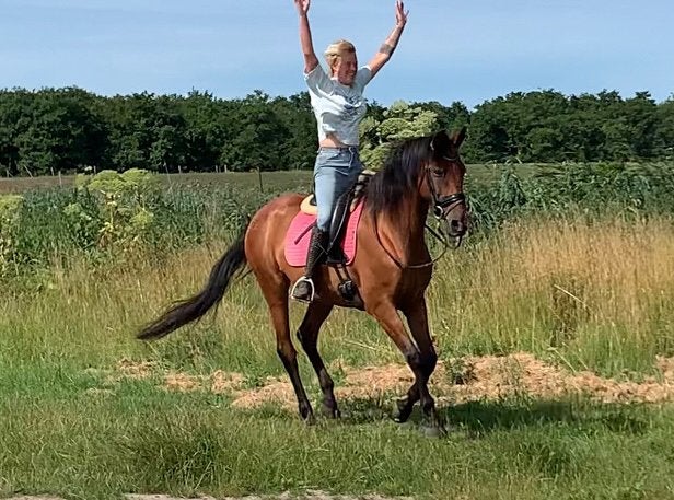 De allerbraafste bomproof merrie!!, Dieren en Toebehoren, Paarden, B, 11 jaar of ouder, Recreatiepaard, Merrie