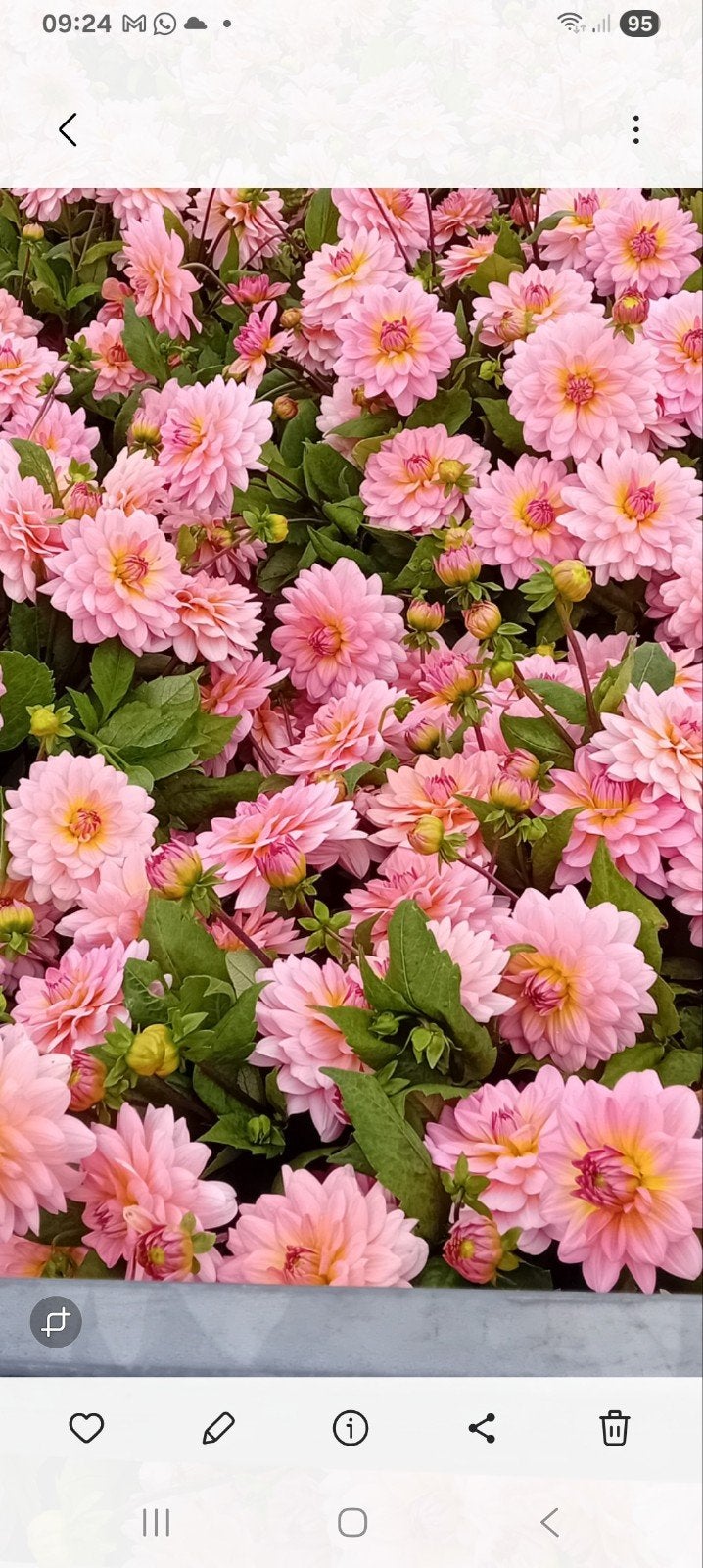 grote partij Dahlia knollen  te koop, Tuin en Terras, Ophalen, Volle zon, Knol