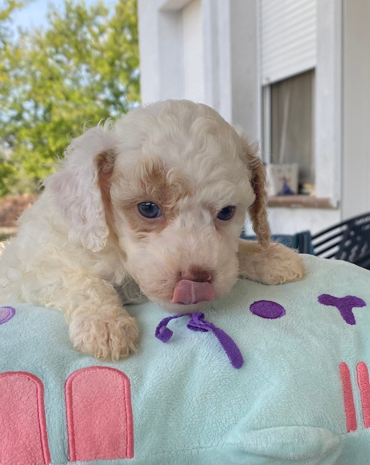 Wit, abricot en black and tan toy pupjes, Poedel, Fokker | Hobbymatig, 8 tot 15 weken, Buitenland