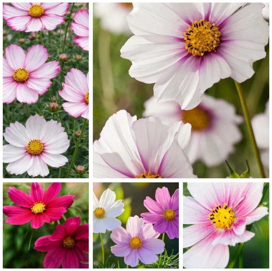 Biologische Cosmea Cosmos zaden mix, Ophalen of Verzenden, Volle zon