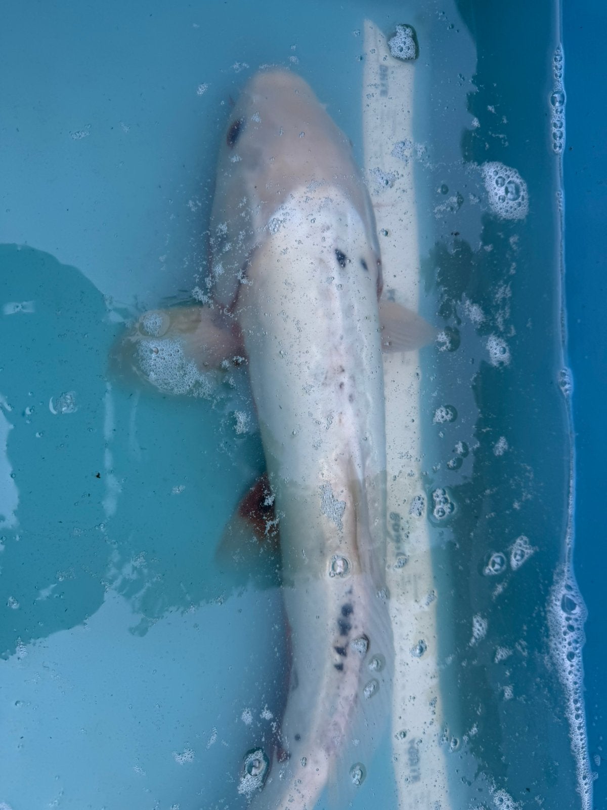 Asagi koi albino, Karper of Koi
