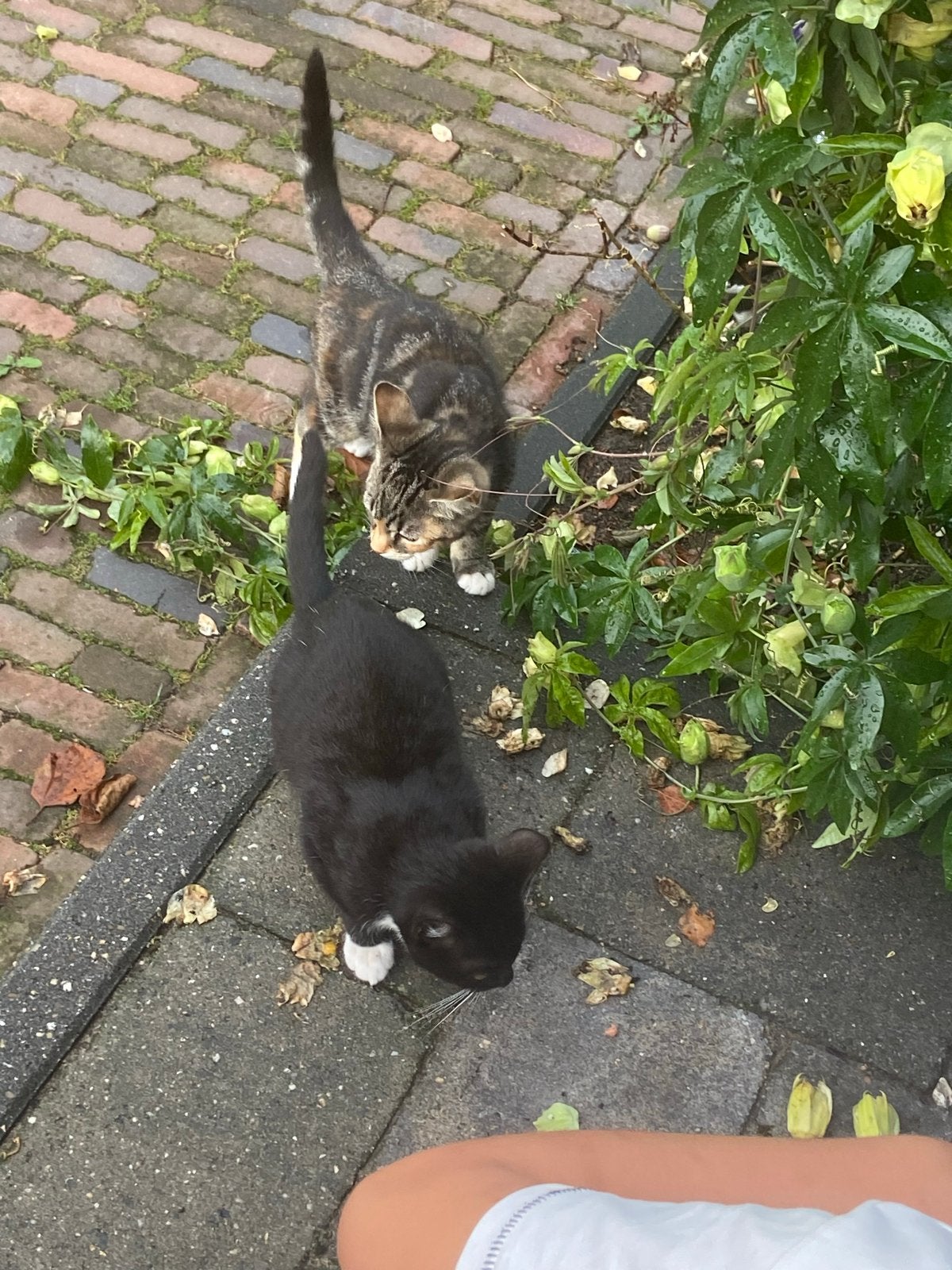 Kittens te koop! Ontwormd en ontvlooid, Dieren en Toebehoren, Meerdere dieren, Kortharig, 0 tot 2 jaar