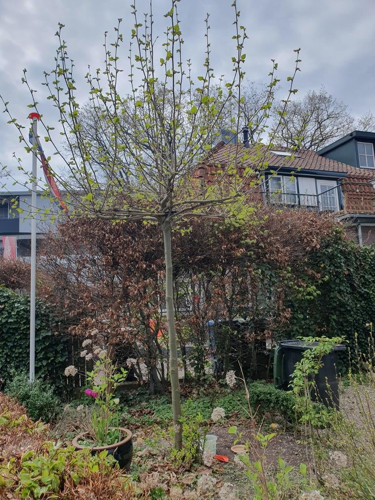 Dakboom, boom, Tuin en Terras, Planten | Bomen, Ophalen of Verzenden, Bloeit niet, Volle zon, Overige soorten