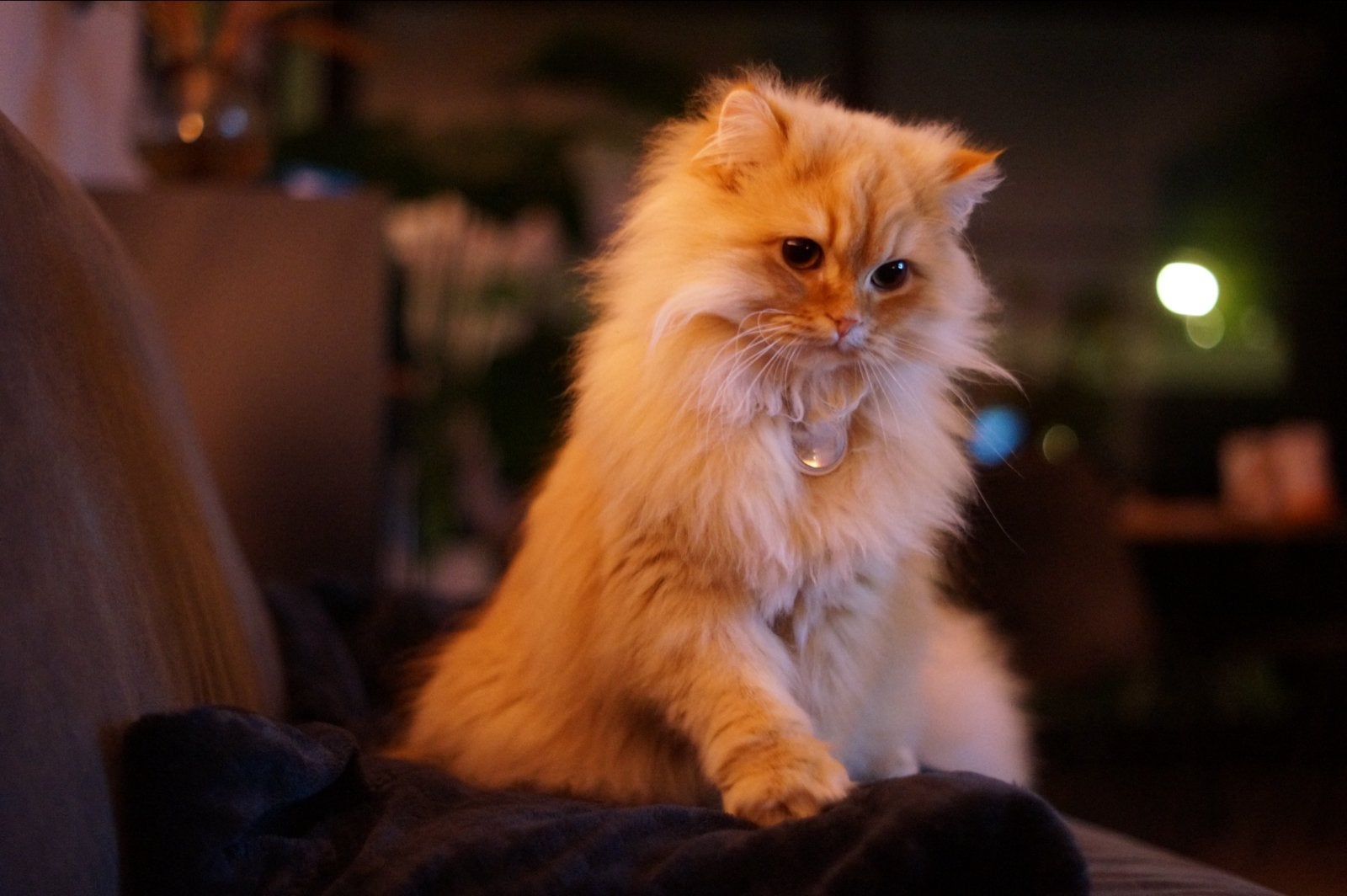 Lieve Kaya, Dieren en Toebehoren, Kater