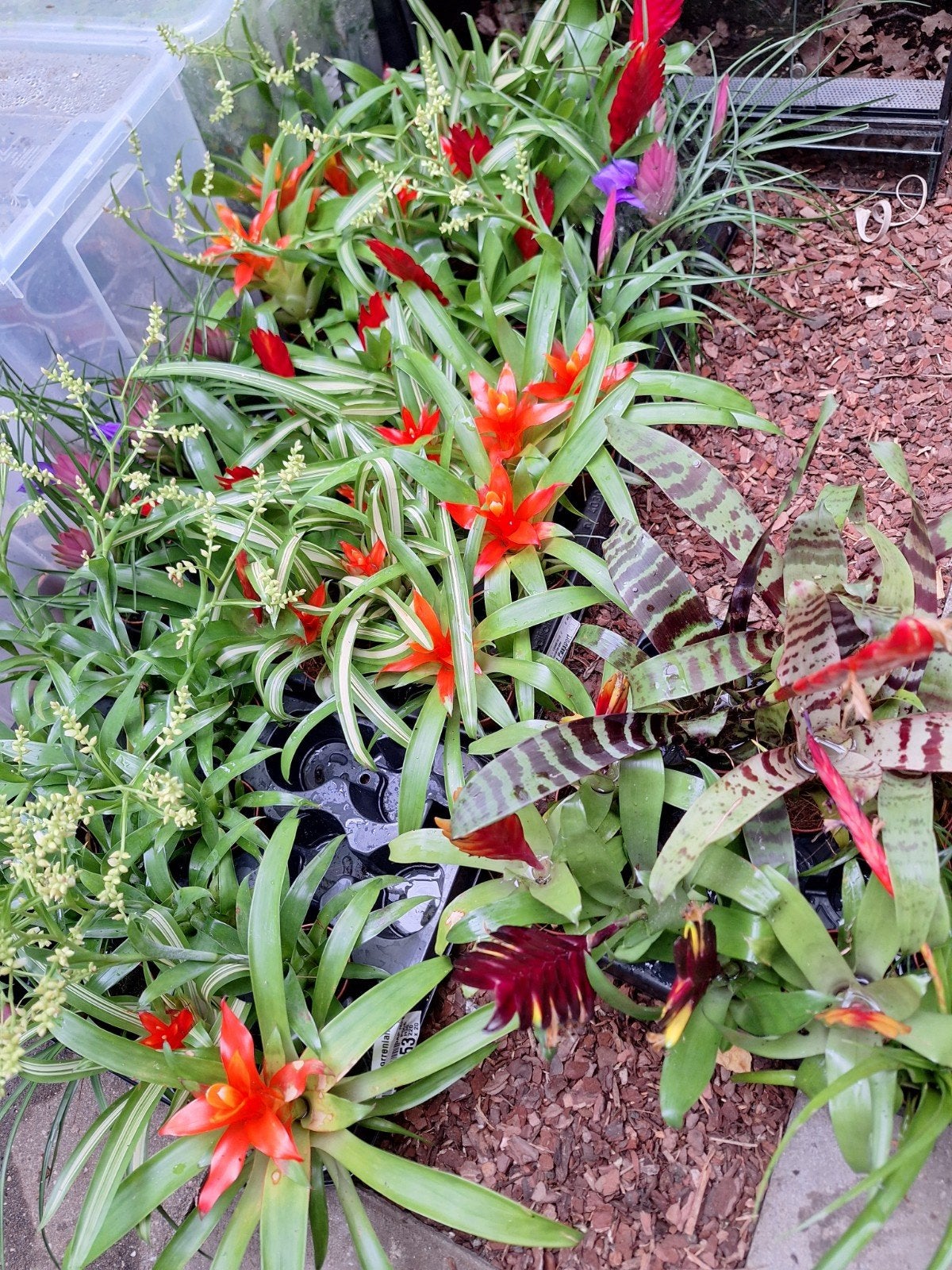 Setje 3 verschillende mini bromelia, Ophalen of Verzenden, Halfschaduw, Minder dan 100 cm