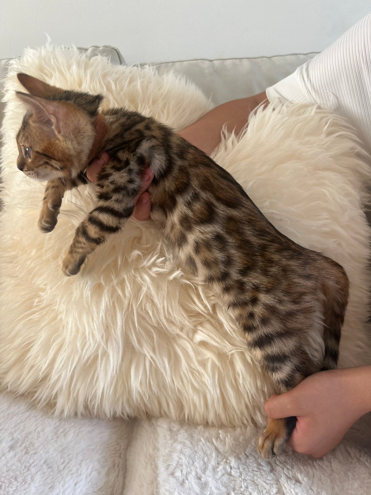 100% Raszuivere bengalse kittens met stamboom, Dieren en Toebehoren, Meerdere dieren