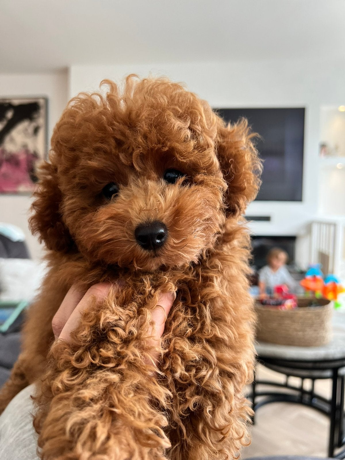 De allerliefste toy/dwergpoedel pups verwacht, Poedel, Parvo, 8 tot 15 weken, Meerdere