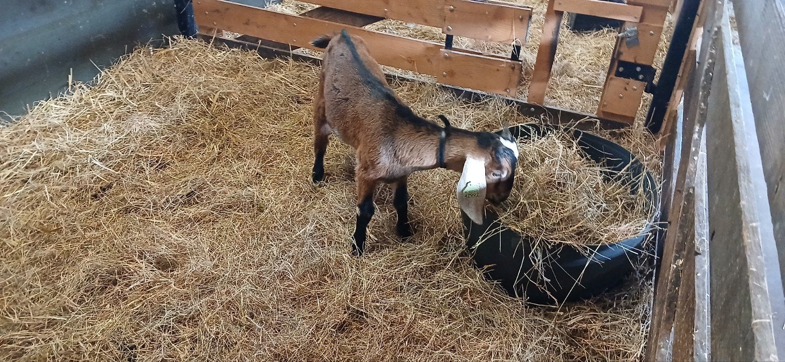 Te koop: mooi tam nubisch bokje, Dieren en Toebehoren, Mannelijk, Geit
