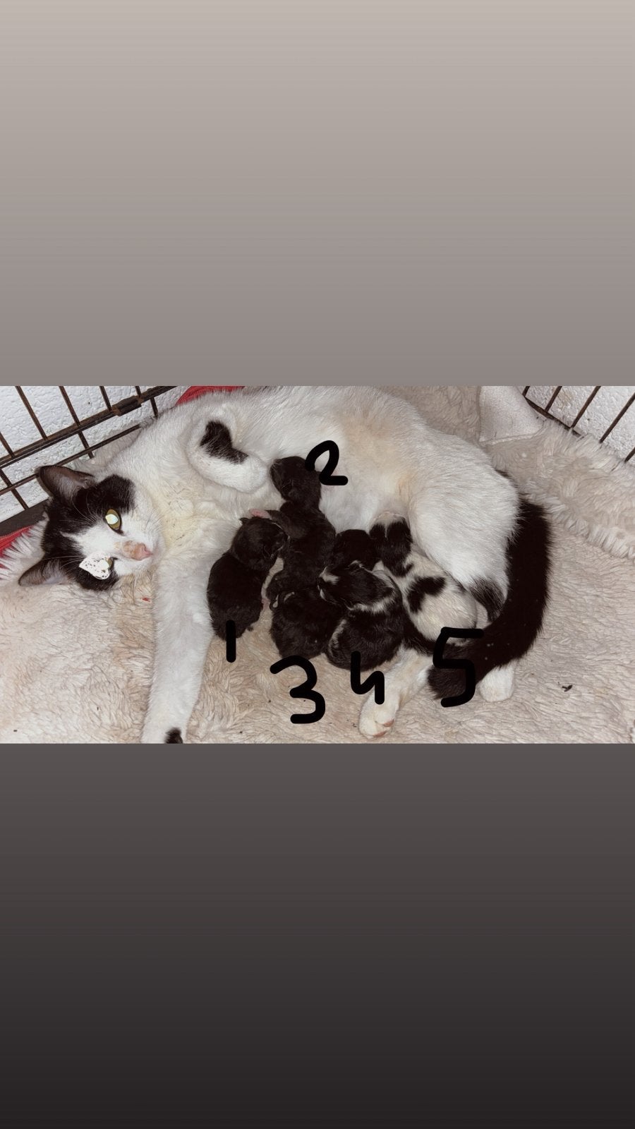 kittens geboren, Dieren en Toebehoren, Poes