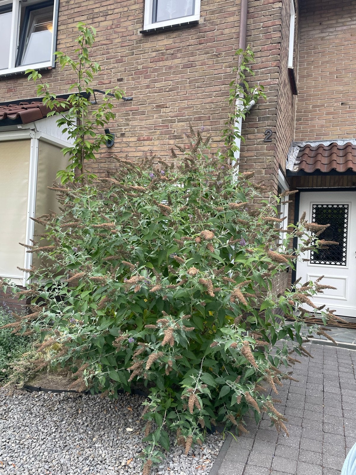 Vlinderstruik (Buddleja davidii) - Paarse bloemen, Tuin en Terras, Volle zon, Vaste plant, Zomer, Ophalen