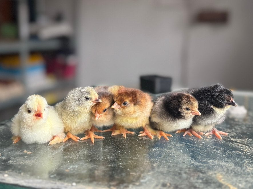 Raszuivere kuikens binnenkort beschikbaar, Dieren en Toebehoren, Meerdere dieren, Kip