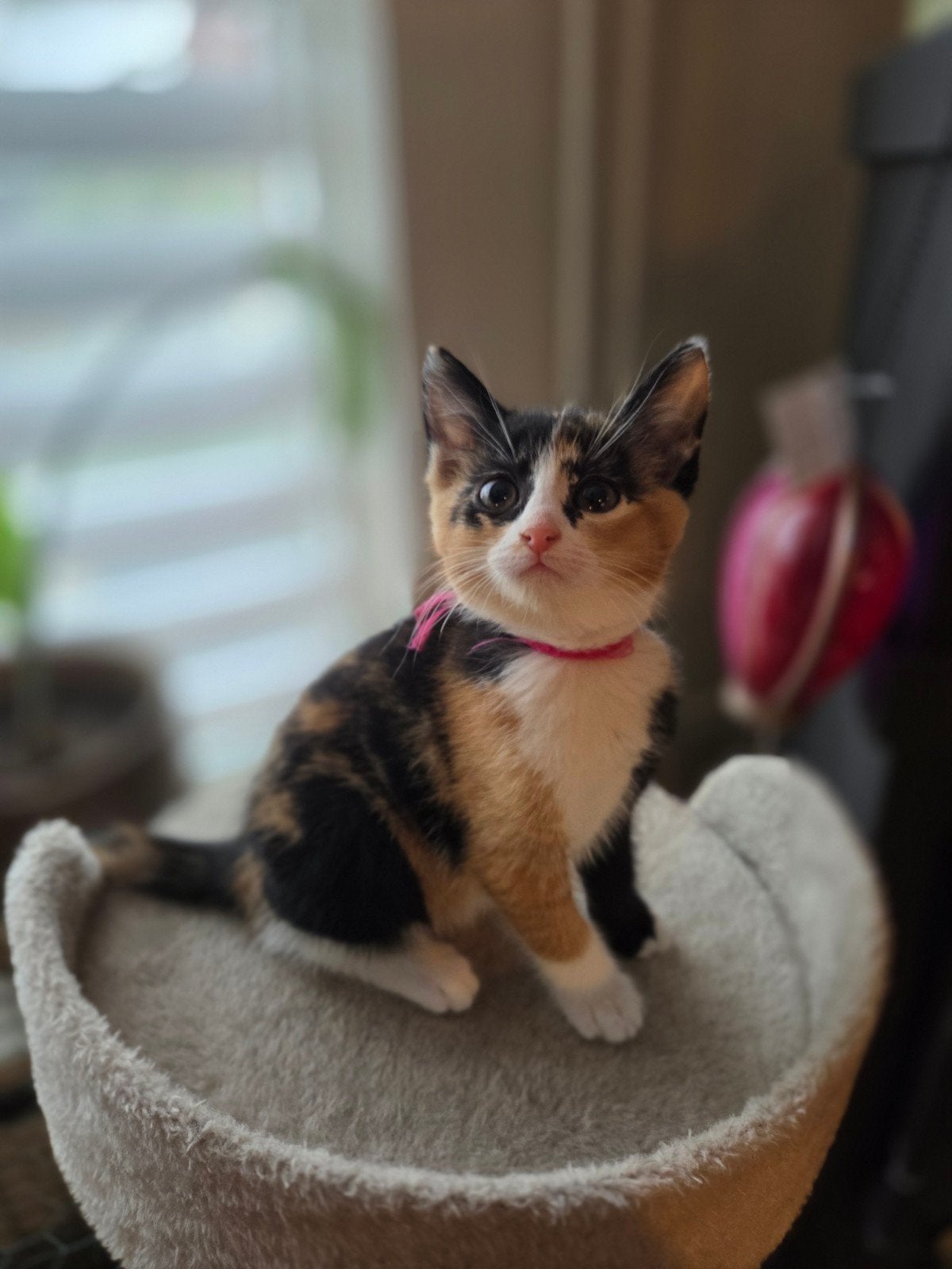 Nog 2 Lieve kittens zoeken Gouden Mandje!, Dieren en Toebehoren, Meerdere dieren, Kortharig, 0 tot 2 jaar