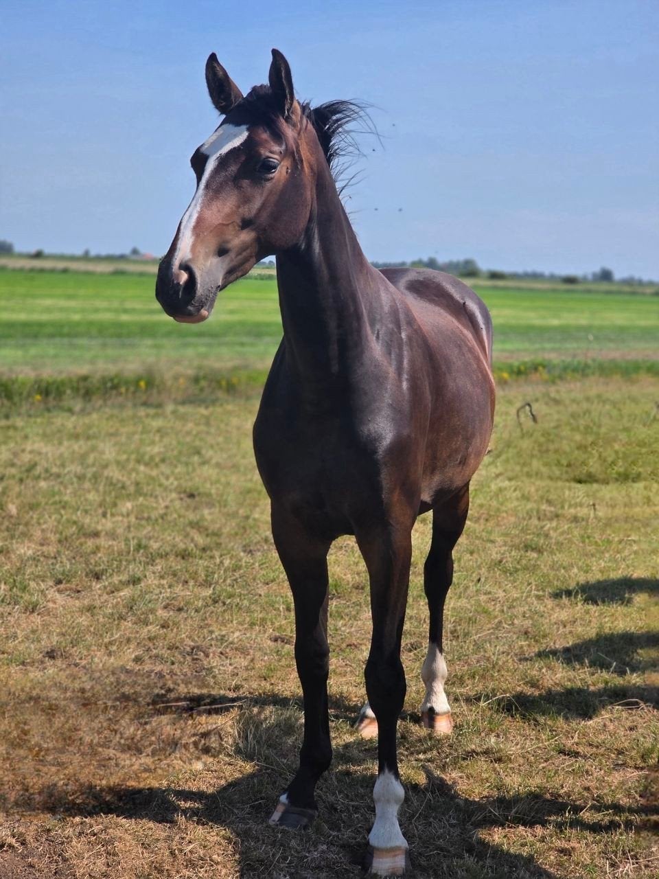 𝐓𝐖𝐄𝐄 𝐄𝐗𝐂𝐋𝐔𝐒𝐈𝐄𝐕𝐄 𝐕𝐎𝐋𝐋𝐄 𝐙𝐔𝐒𝐉𝐄𝐒, Dieren en Toebehoren, Merrie, Tuigpaard, Met stamboom, 0 tot 2 jaar