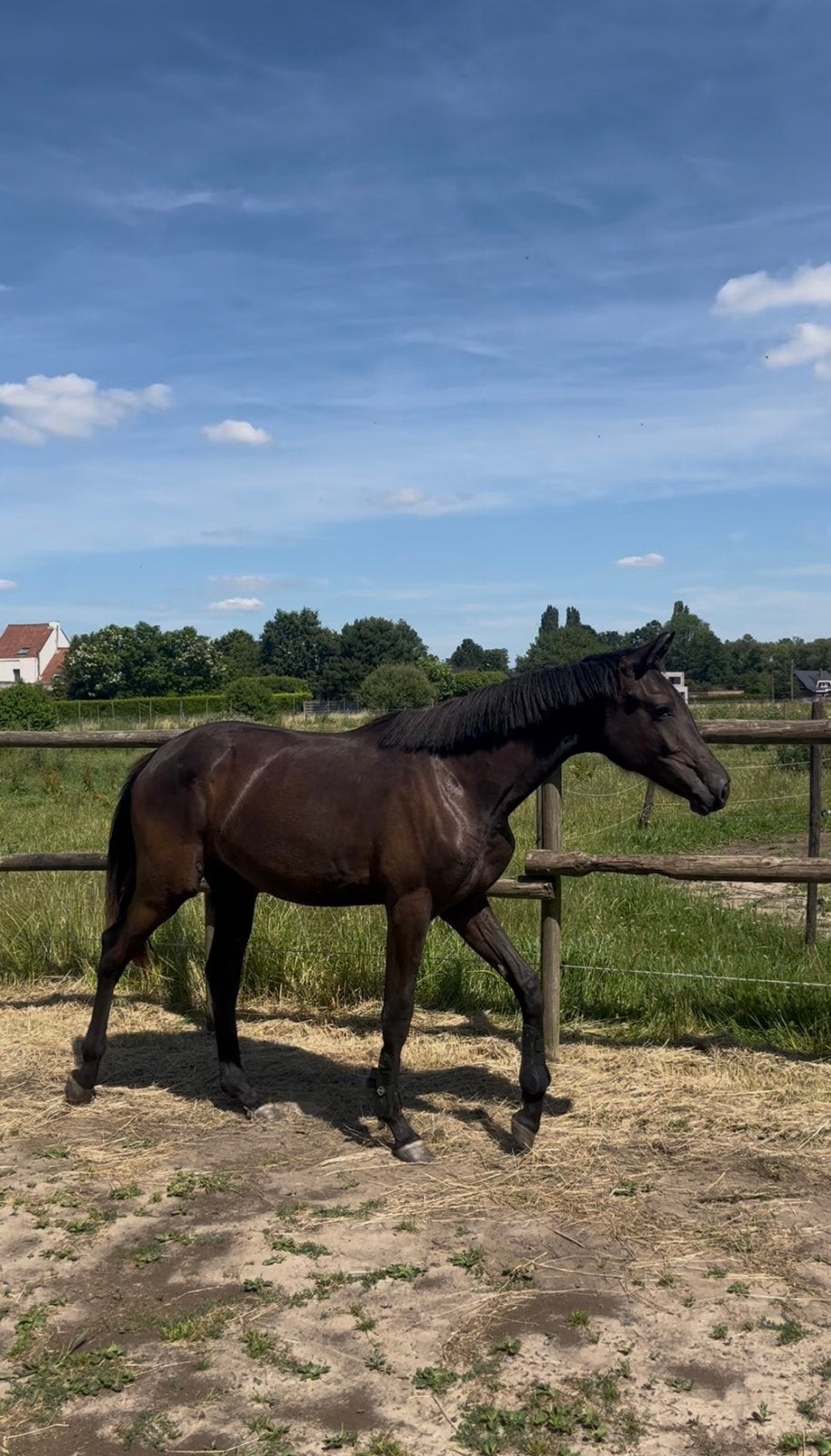 Prachtige Pjethro merrie jaarling, Merrie, Met stamboom, Dressuurpaard, 0 tot 2 jaar