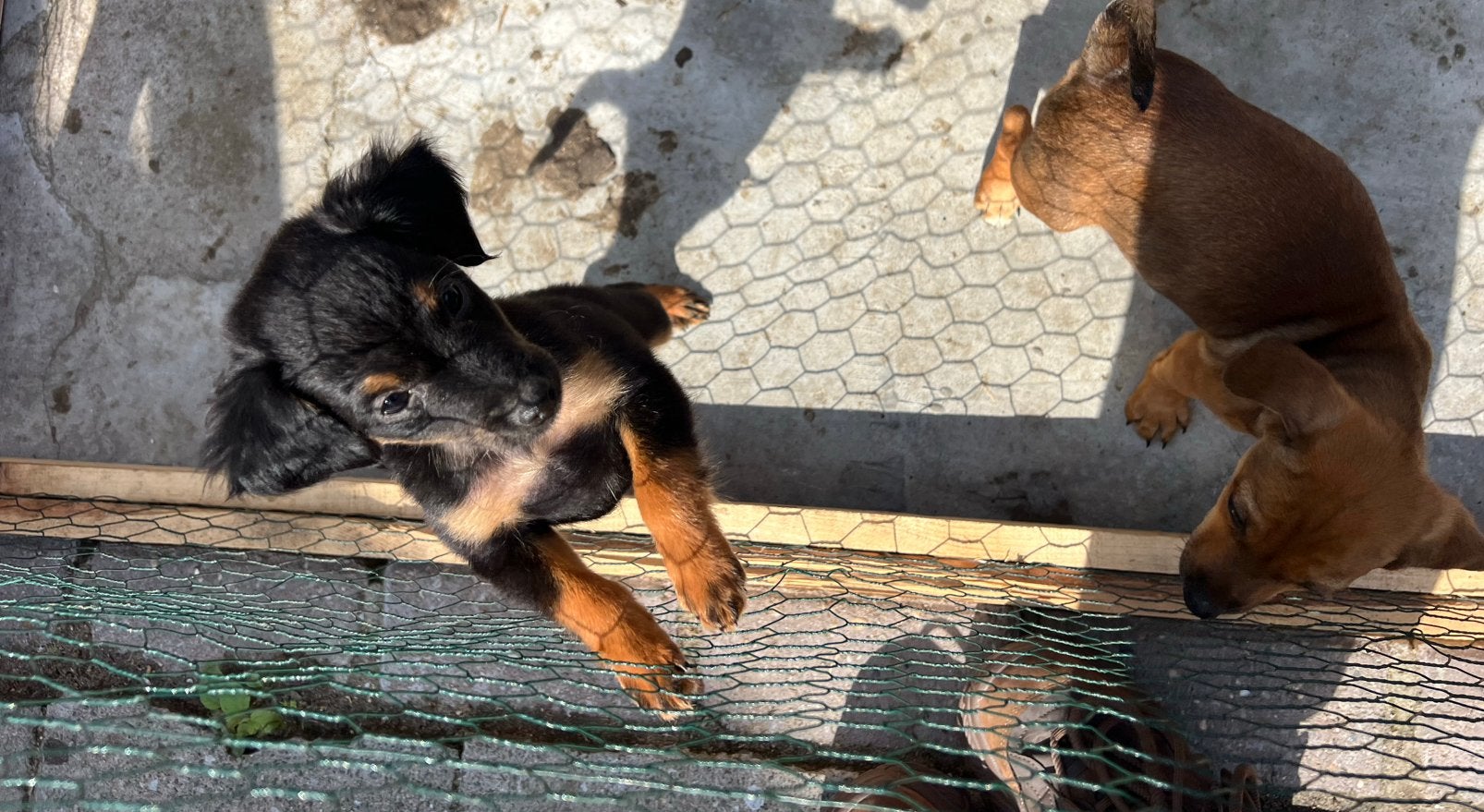 Super lieve puppy’s, Dieren en Toebehoren, Honden | Jack Russells en Terriërs, Overige rassen, 8 tot 15 weken, Meerdere, Meerdere dieren