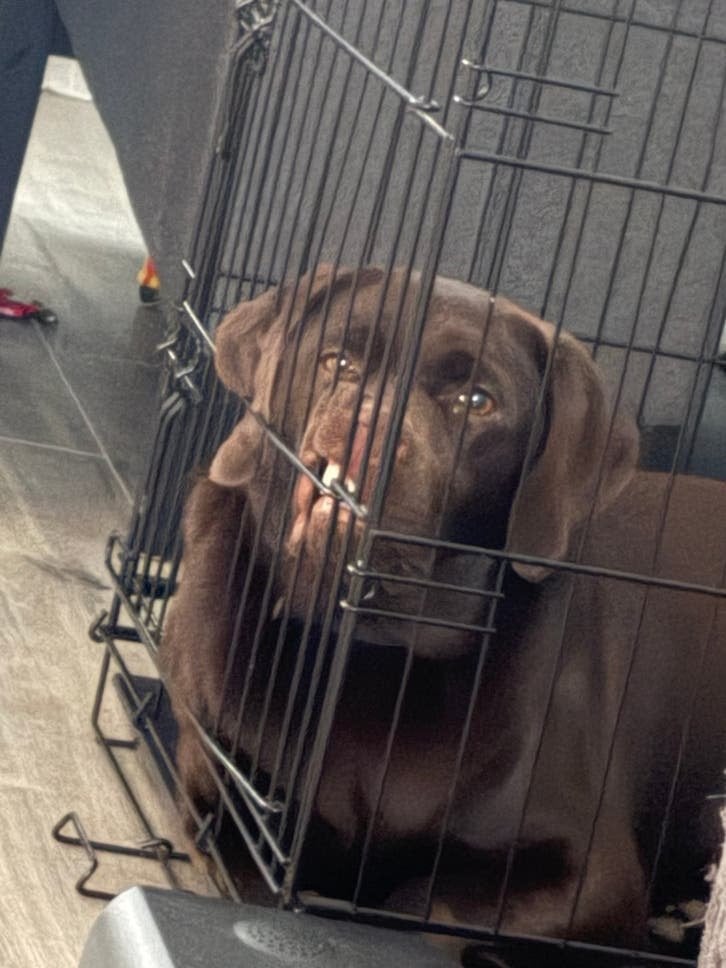 thuis gezocht voor onze prachtige chocoladebruine Labrador, 15 weken tot 1 jaar, Teef, Eén hond, Middel