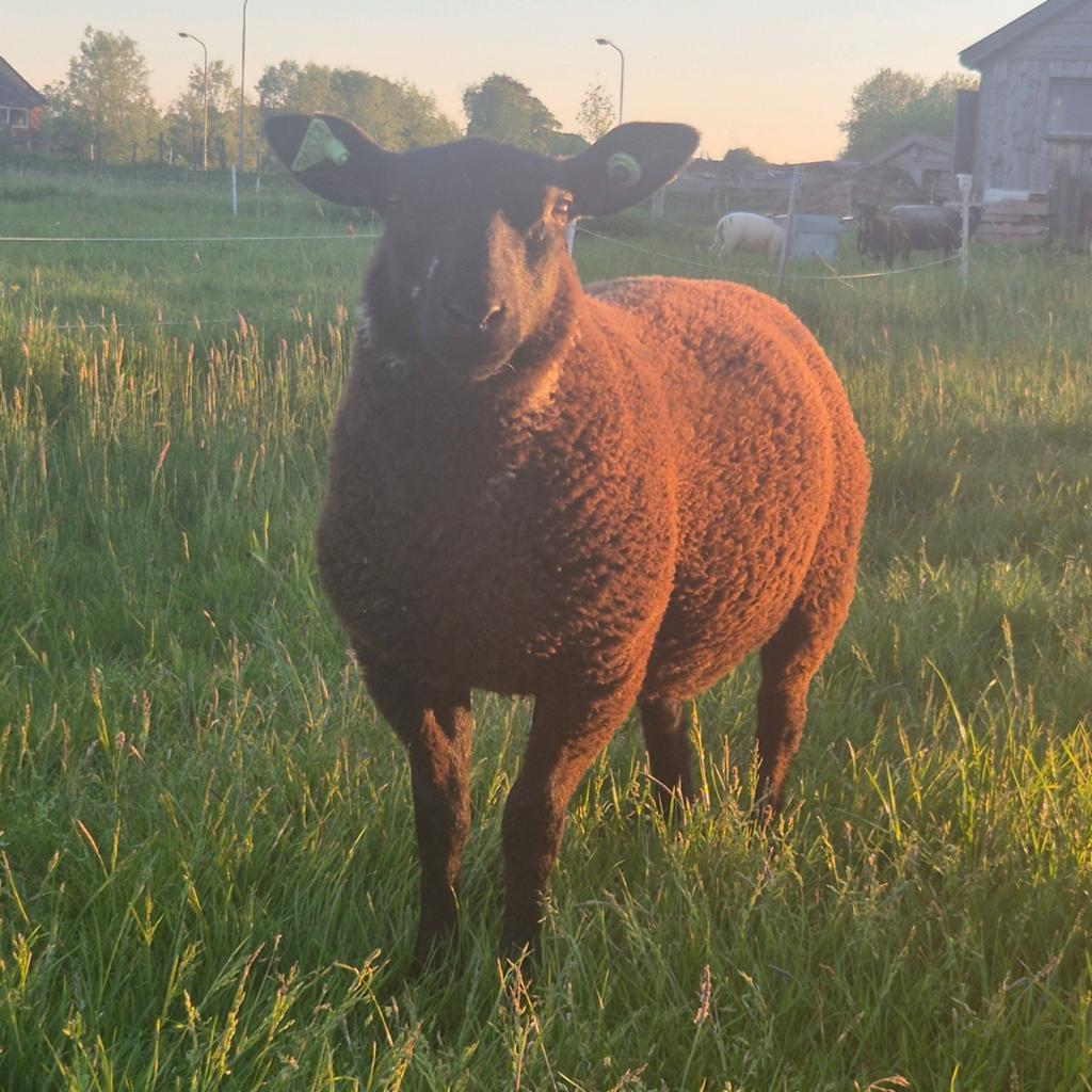 Ram lam, Dieren en Toebehoren, Schapen, Geiten en Varkens, Mannelijk, Schaap