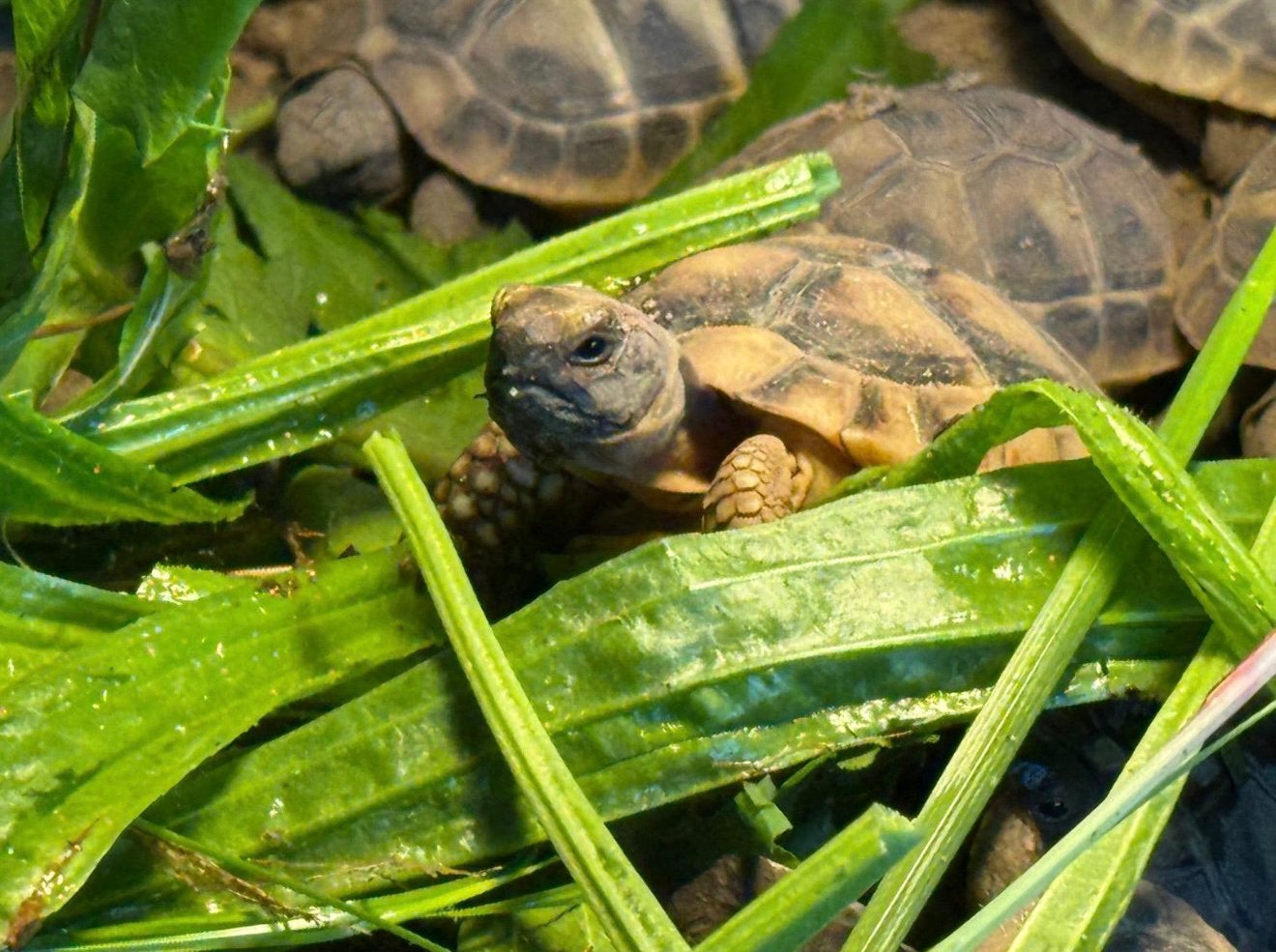 Testudo hermanni boetgerie en testudo marginata Tortoise photo 2