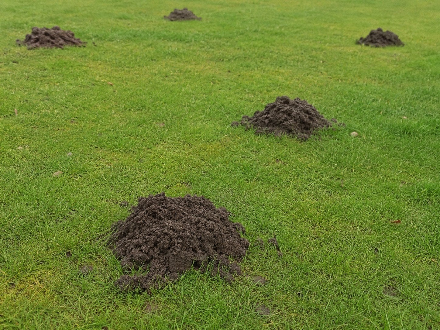 Mollenvanger Assen, Diensten en Vakmensen, Mollen of Woelratten