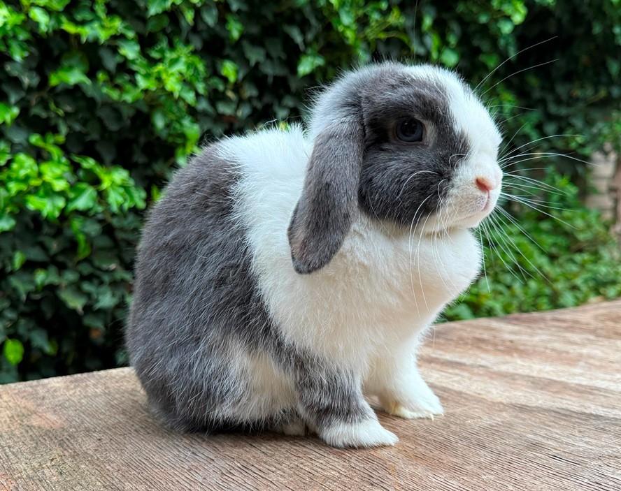 3 Fantastisch mooie lieve MINILOP dames zoeken levensmaatje, Dieren en Toebehoren, Konijnen, Vrouwelijk, Klein, Hangoor, 0 tot 2 jaar