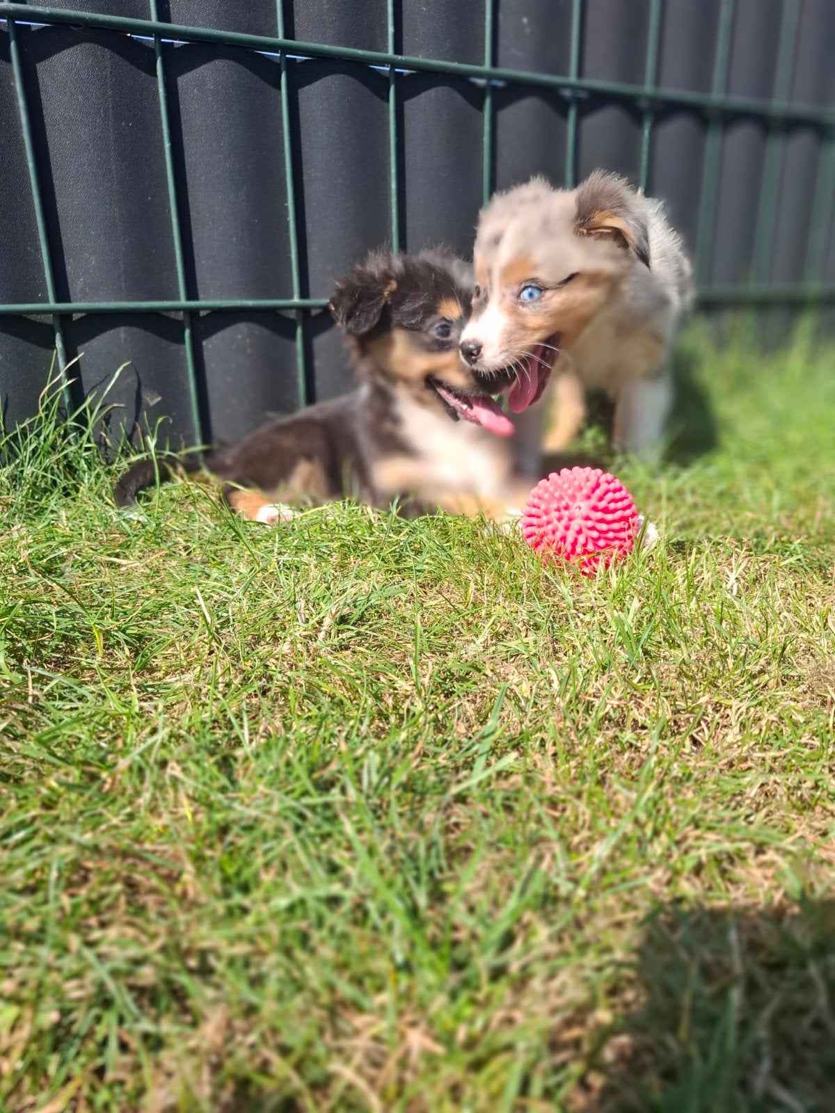 Prachtige Australian Shepherd pups!!, Dieren en Toebehoren, Nederland, Parvo, 8 tot 15 weken, Meerdere