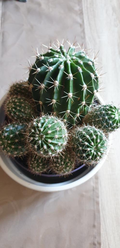 Echinopsis Cactus in witte pot - Makkelijk te verzorgen, Huis en Inrichting, Kamerplanten, Ophalen, Minder dan 100 cm, Bloeiende kamerplant