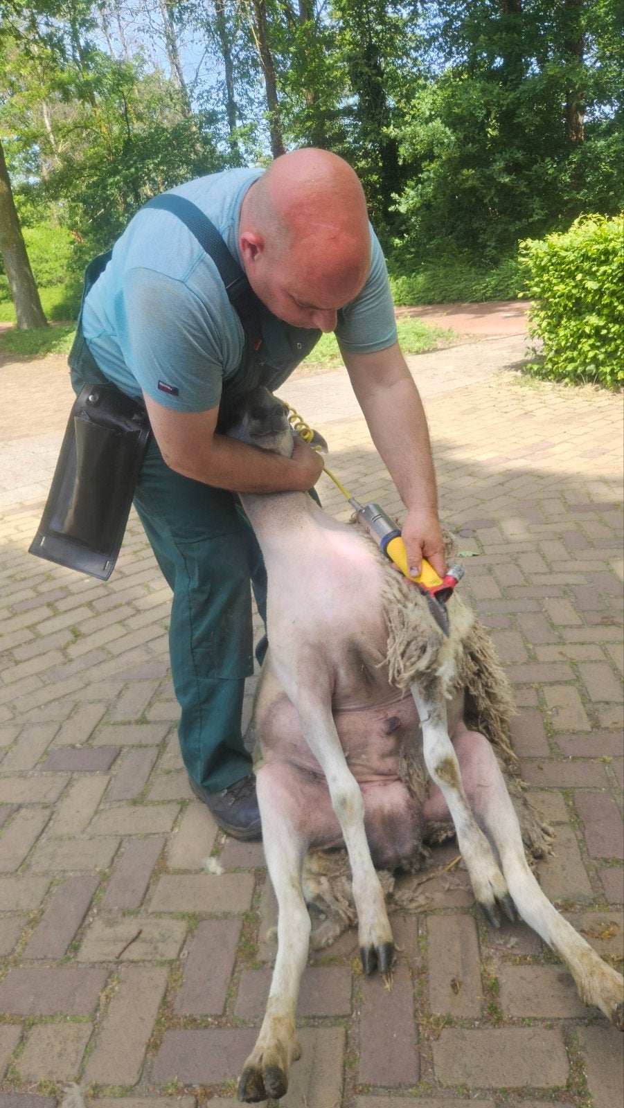 Scheren. Schapen scheren