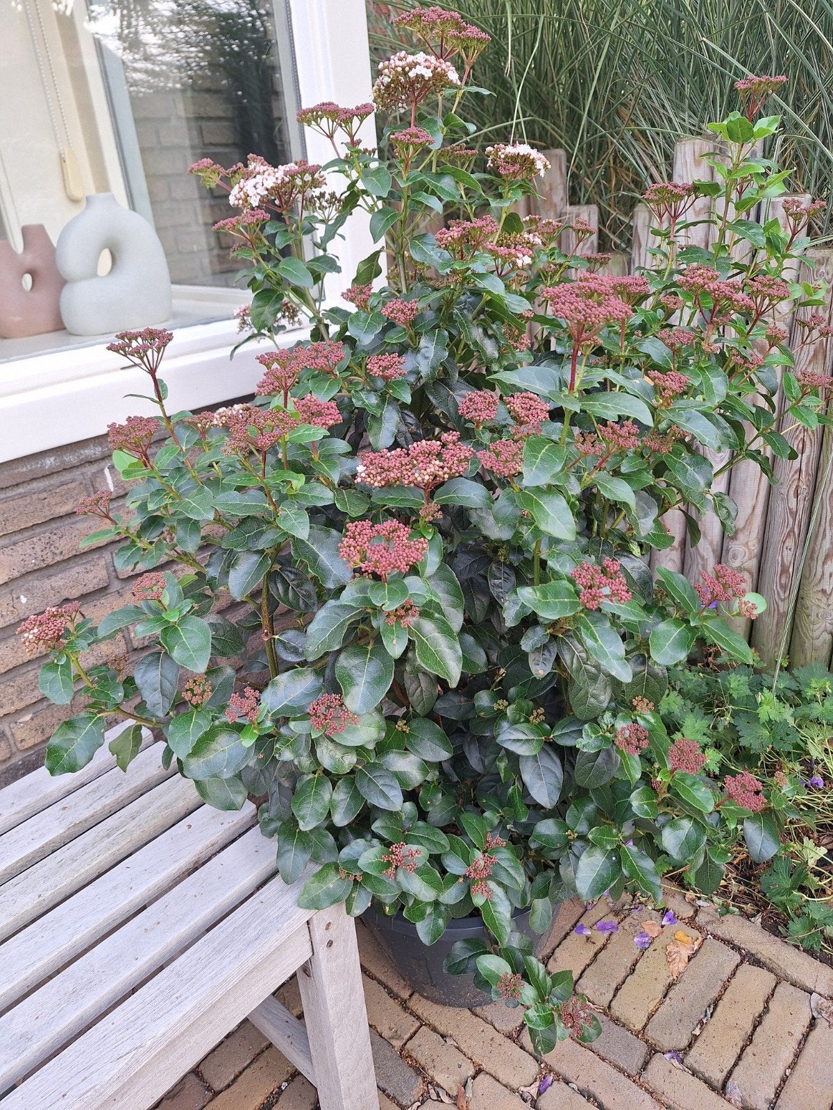 Skimmia Japonica, Ophalen, Halfschaduw, Overige soorten