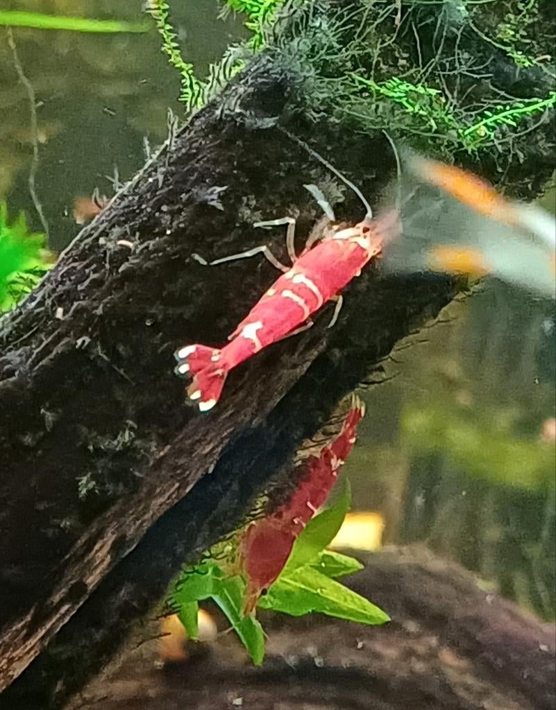 Garnalen, Dieren en Toebehoren, Vissen | Aquariumvissen, Kreeft, Krab of Garnaal