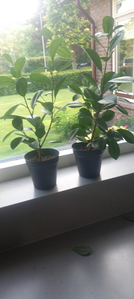 Twee jonge Ficus planten in pot, Huis en Inrichting, Kamerplanten, Ophalen, Ficus, Halfschaduw, In pot