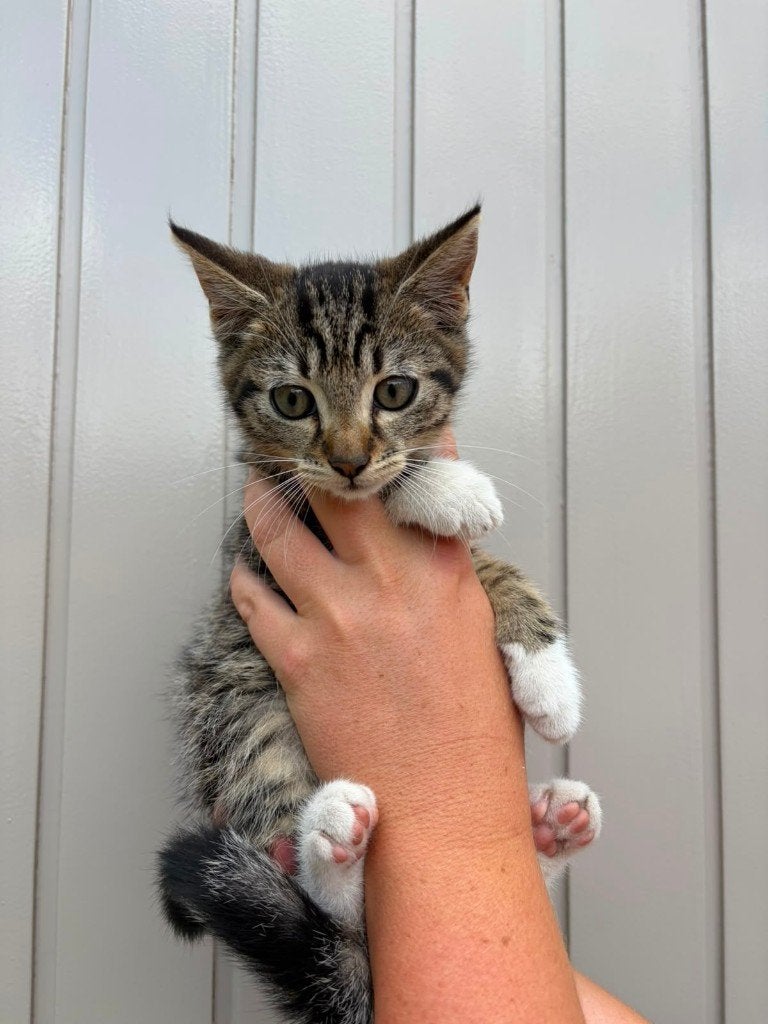 Lief katertje te koop, Dieren en Toebehoren, Katten en Kittens | Overige Katten, Kater, Kortharig, 0 tot 2 jaar