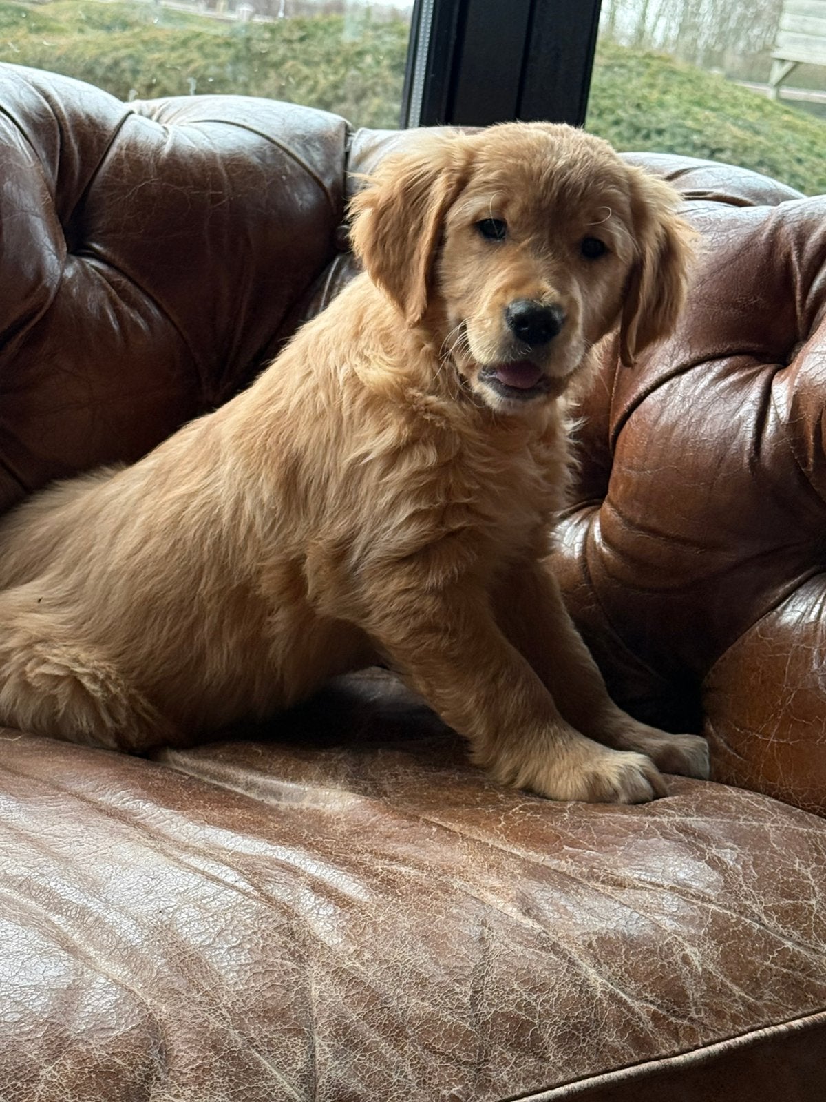 Golden retriever pups, Golden retriever, CDV (hondenziekte), 8 tot 15 weken, Meerdere